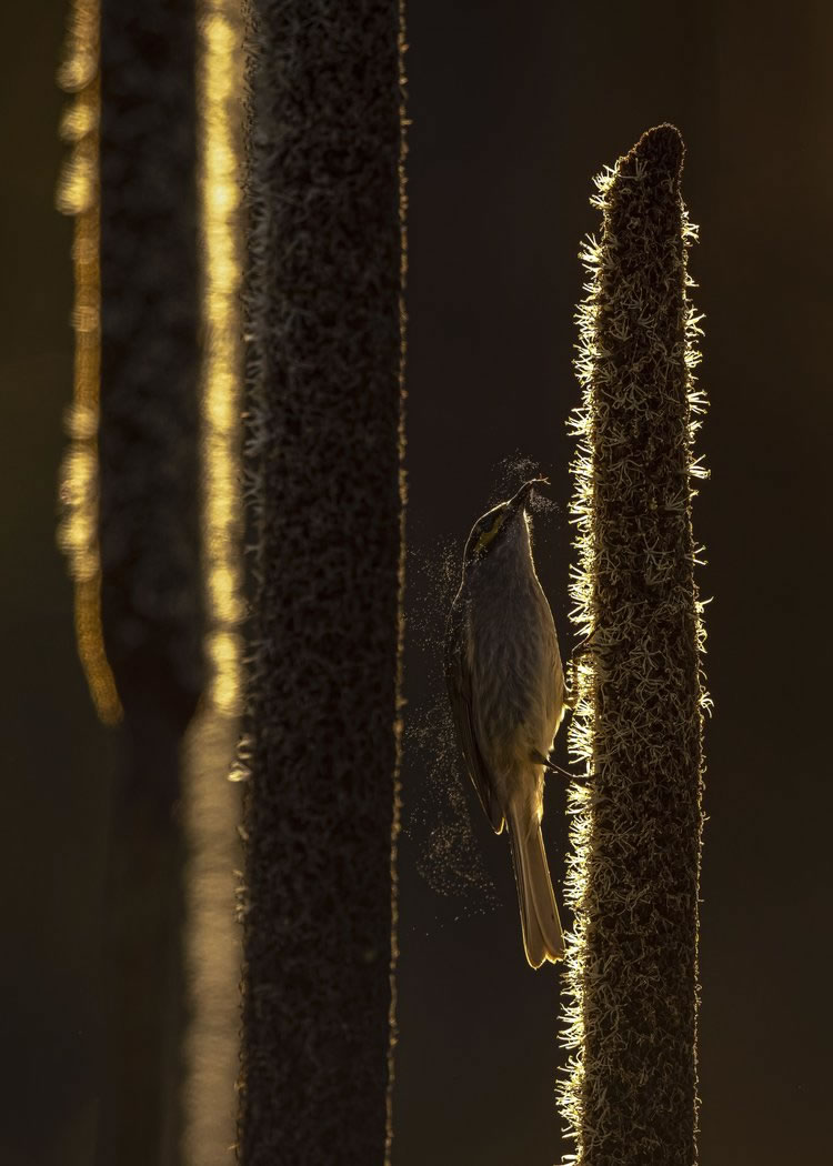 Birdlife Australia Photography Awards Winners 06