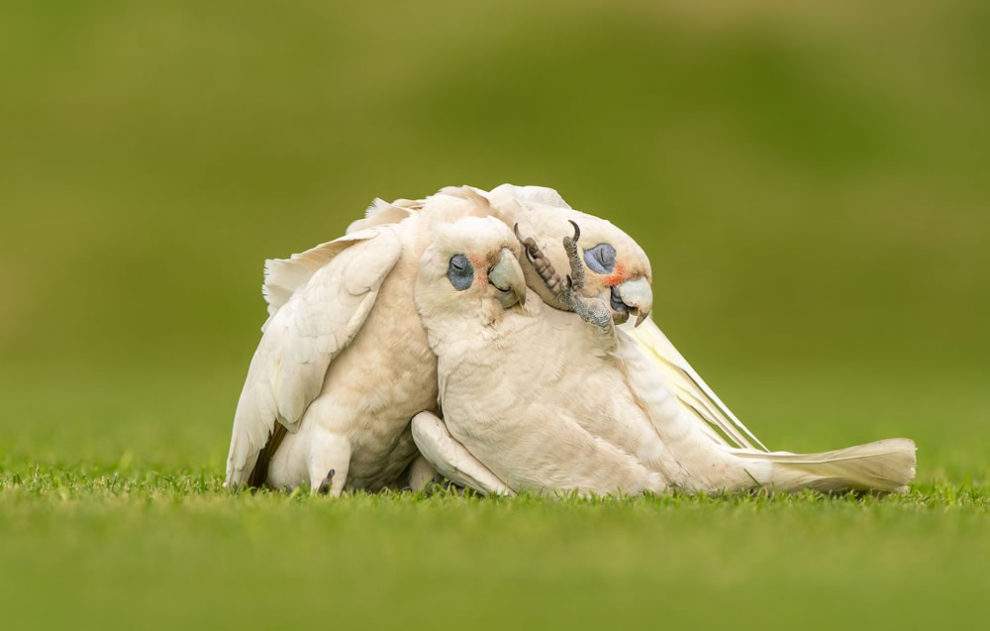 Birdlife Australia Photography Awards Winners 09