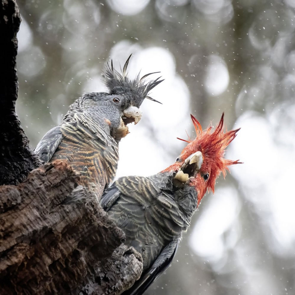 Birdlife Australia Photography Awards Winners 10