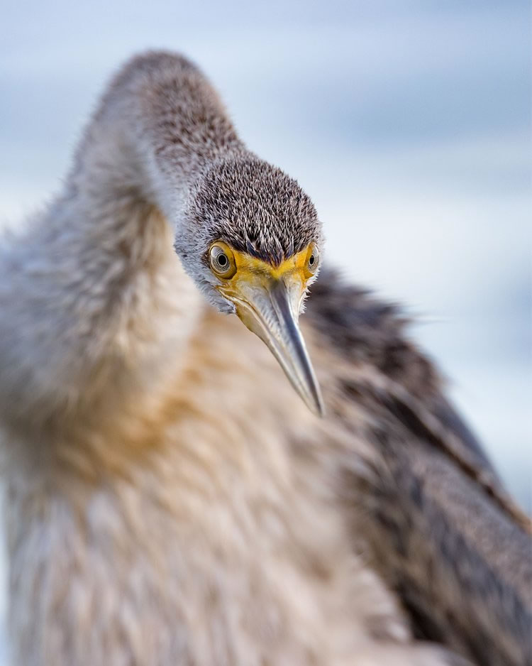 Birdlife Australia Photography Awards Winners 11