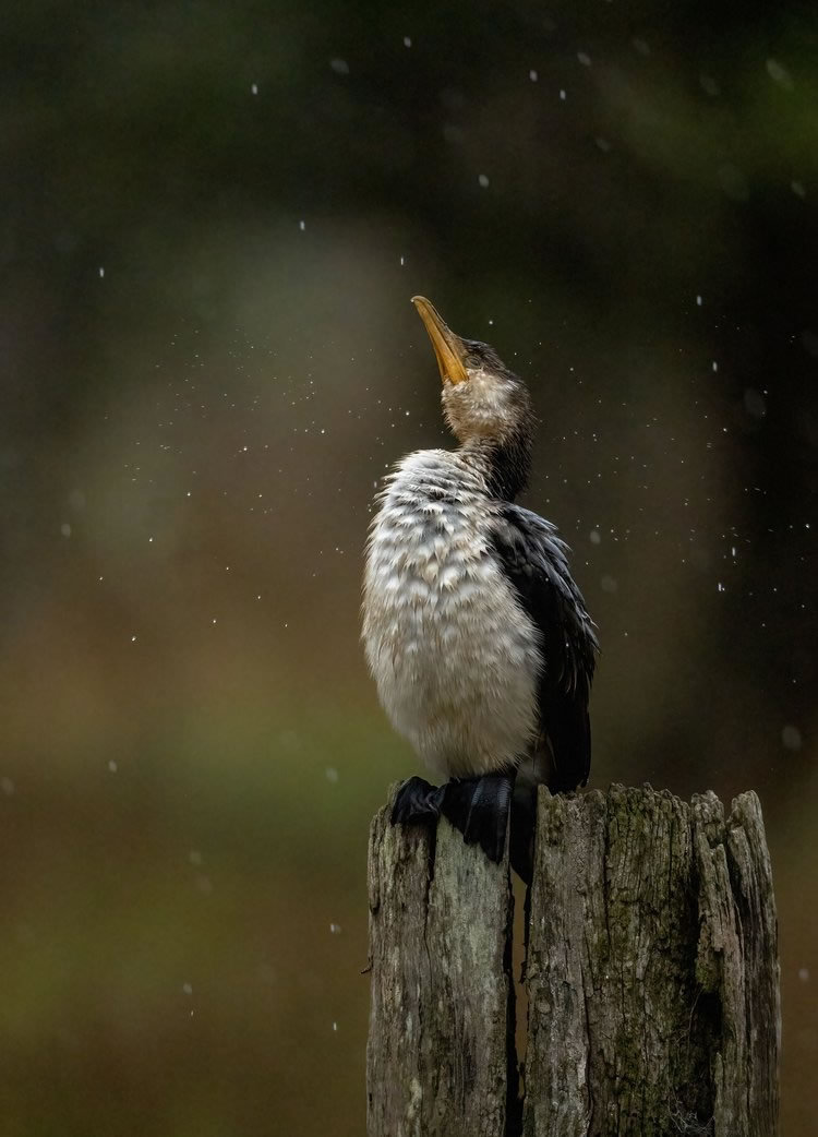 Birdlife Australia Photography Awards Winners 12