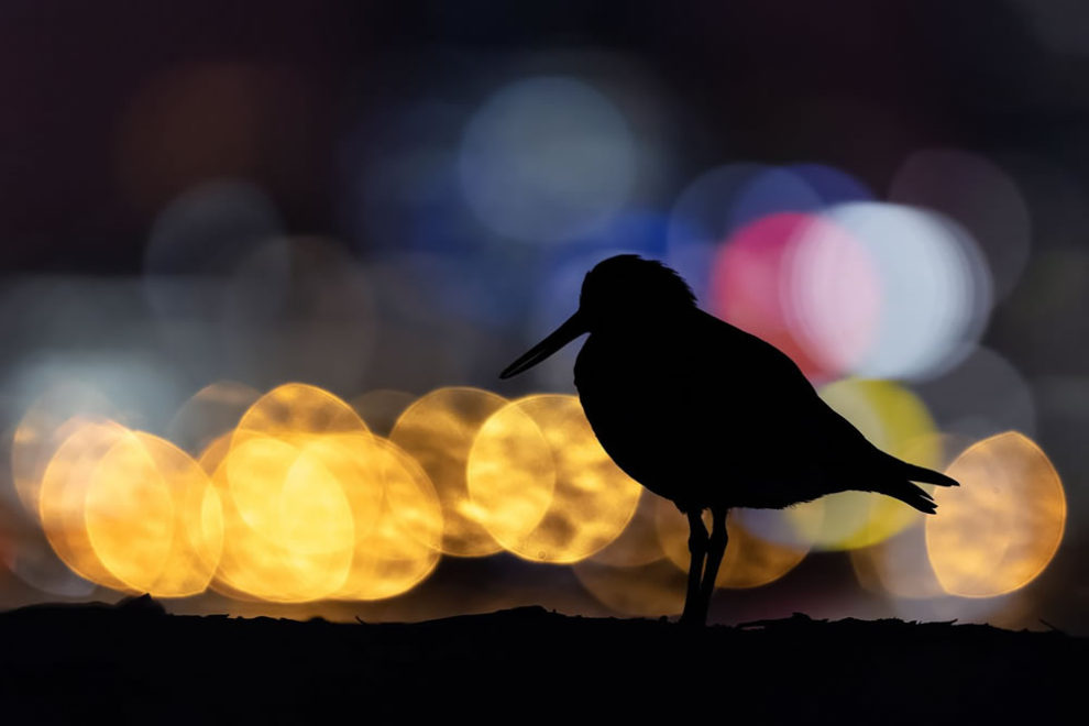 Birdlife Australia Photography Awards Winners 13