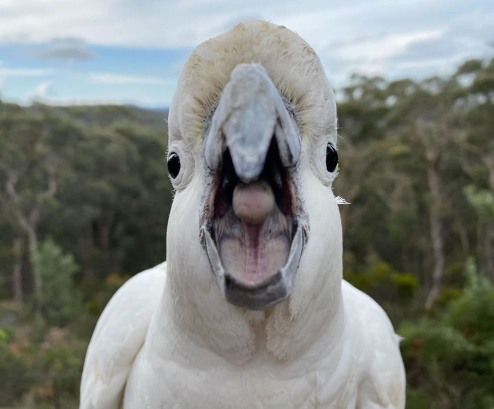 Birdlife Australia Photography Awards Winners 14