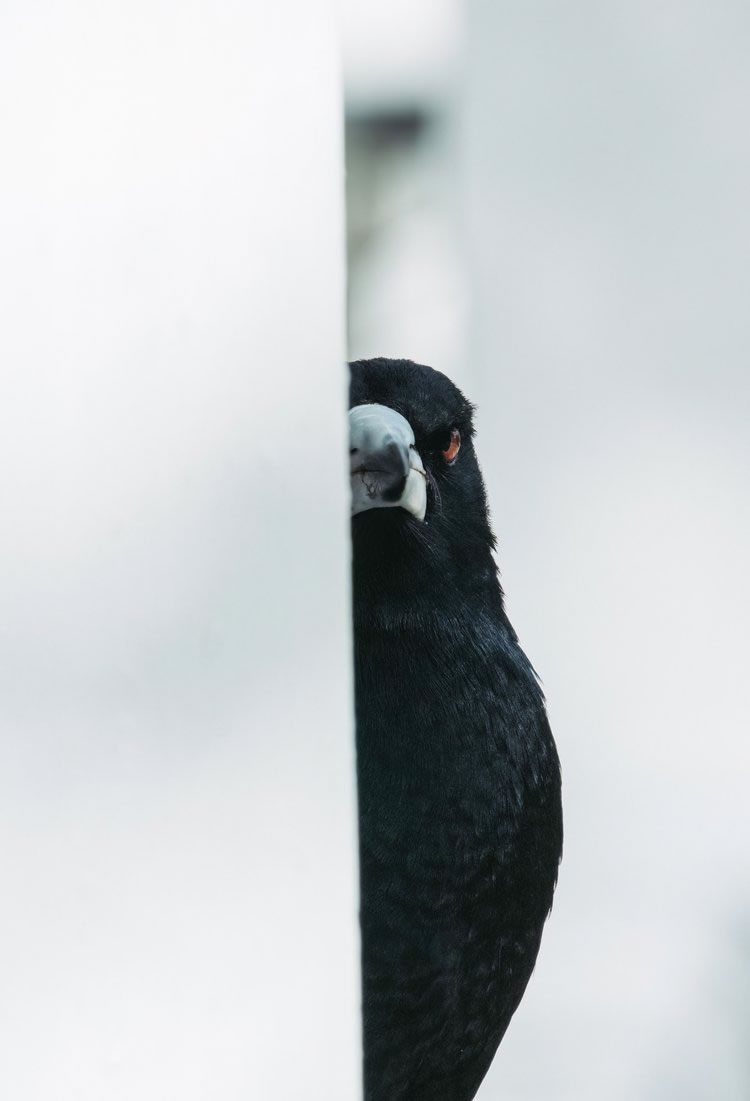 Birdlife Australia Photography Awards Winners 15