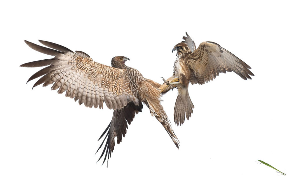 Birdlife Australia Photography Awards Winners 18