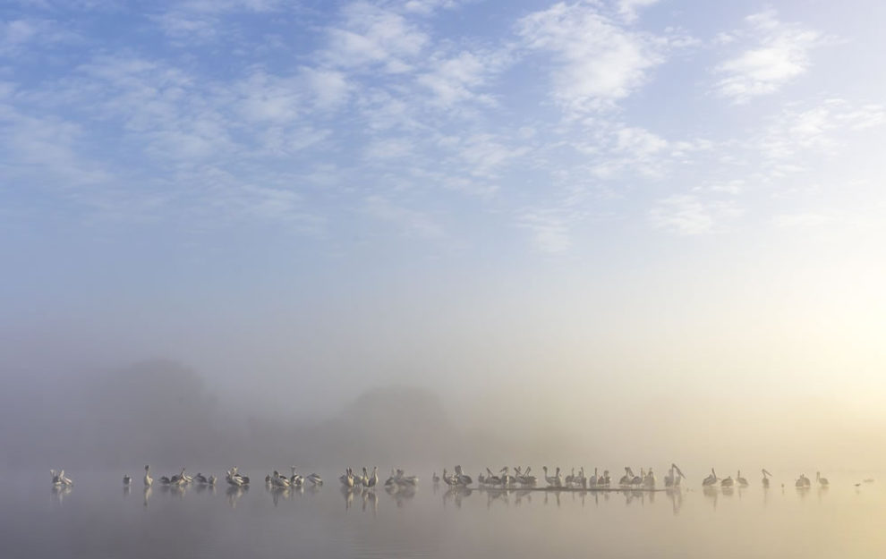 Birdlife Australia Photography Awards Winners 23