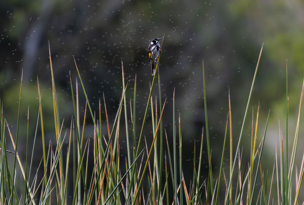 Birdlife Australia Photography Awards Winners 24