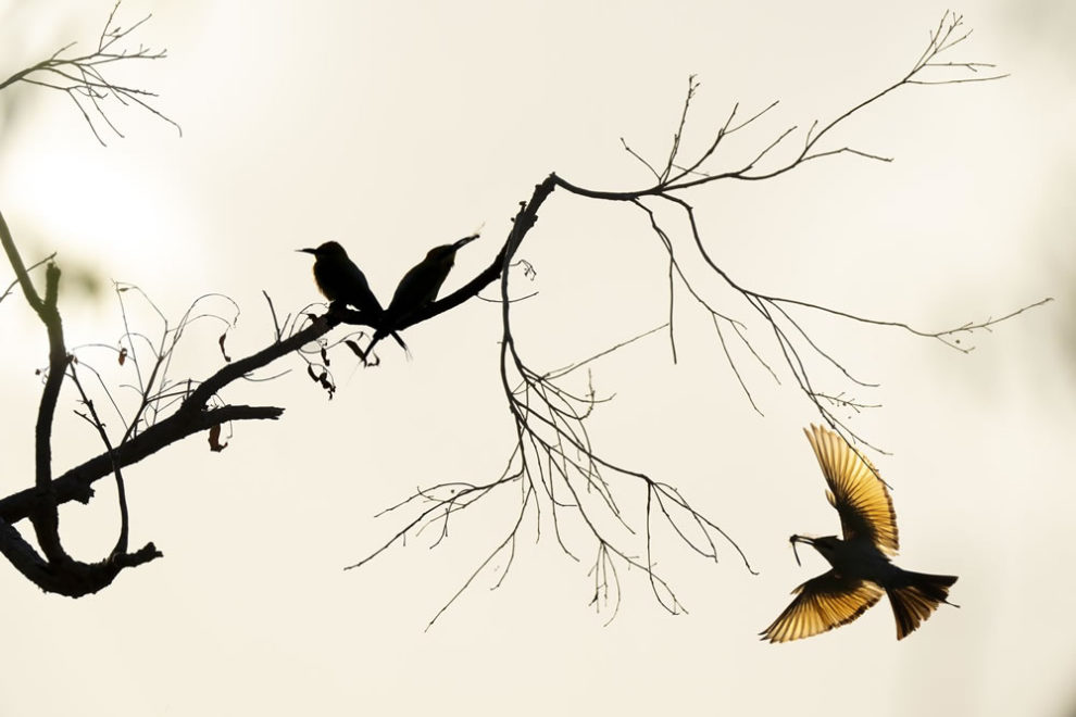 Birdlife Australia Photography Awards Winners 25