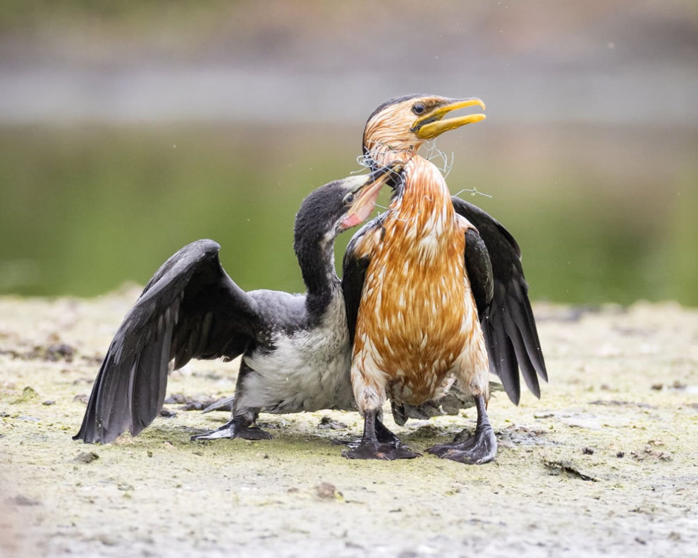 Birdlife Australia Photography Awards Winners 27