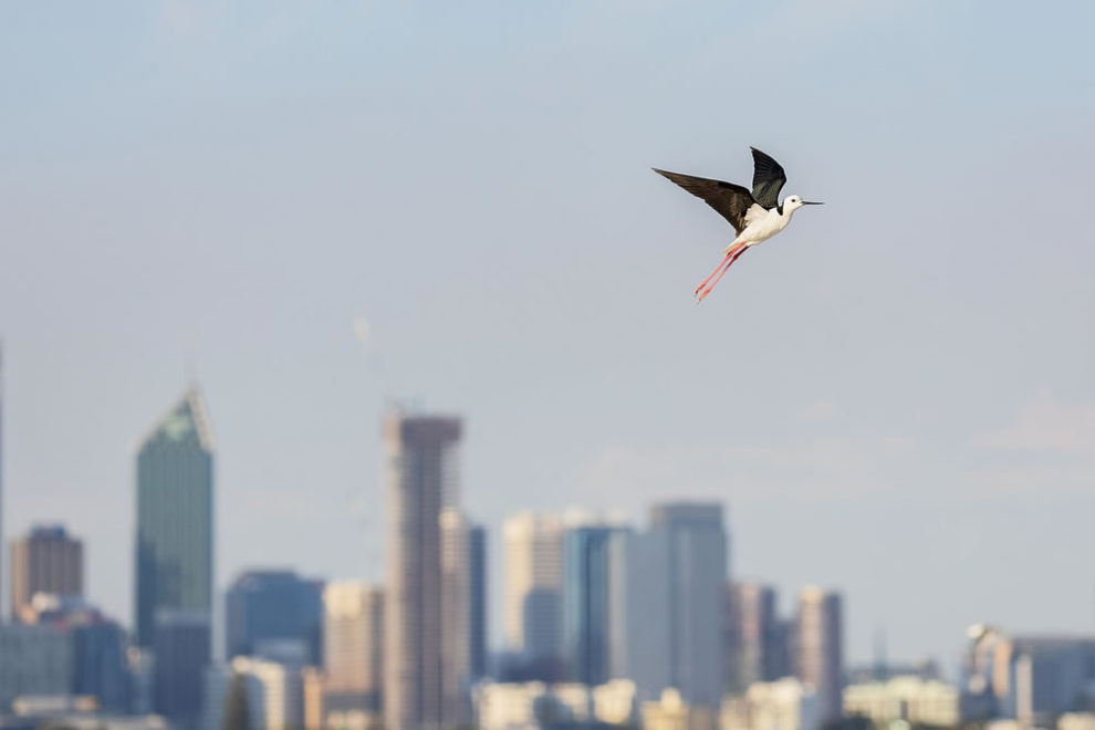 Birdlife Australia Photography Awards Winners 30