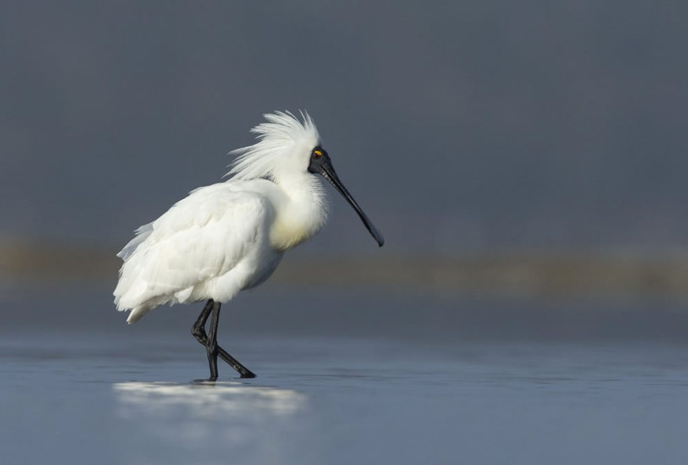 Birdlife Australia Photography Awards Winners 32