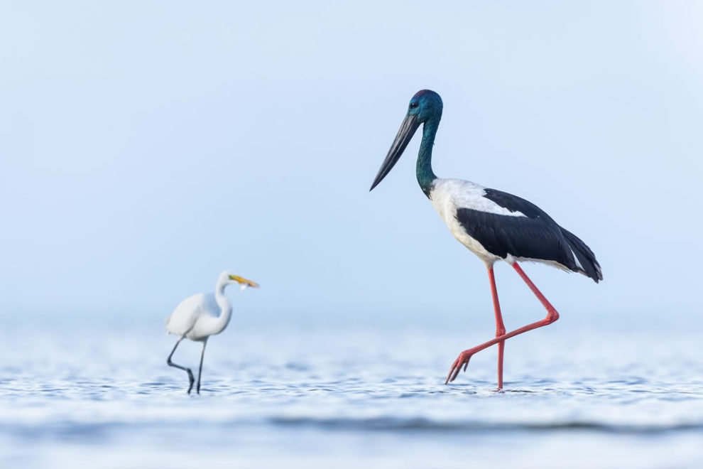 Birdlife Australia Photography Awards Winners 34