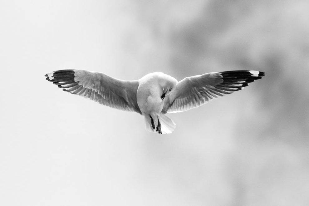 Birdlife Australia Photography Awards Winners 36