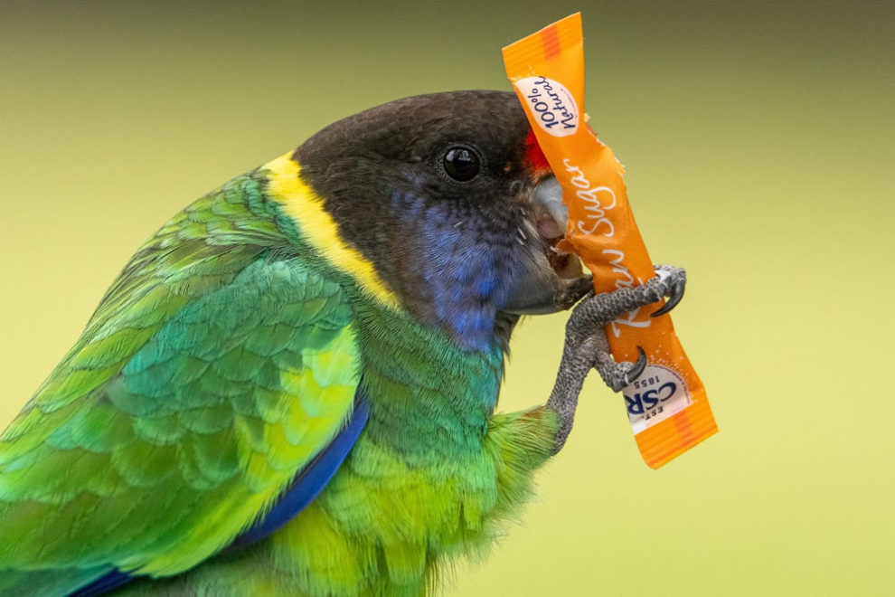 Birdlife Australia Photography Awards Winners 37