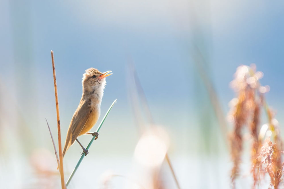 Birdlife Australia Photography Awards Winners 38