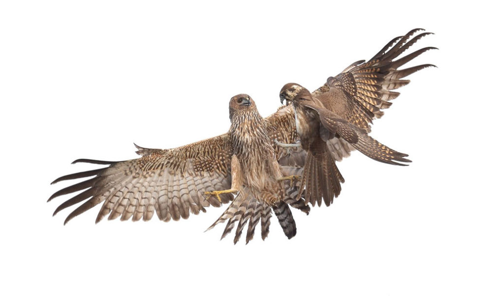 Birdlife Australia Photography Awards Winners 40