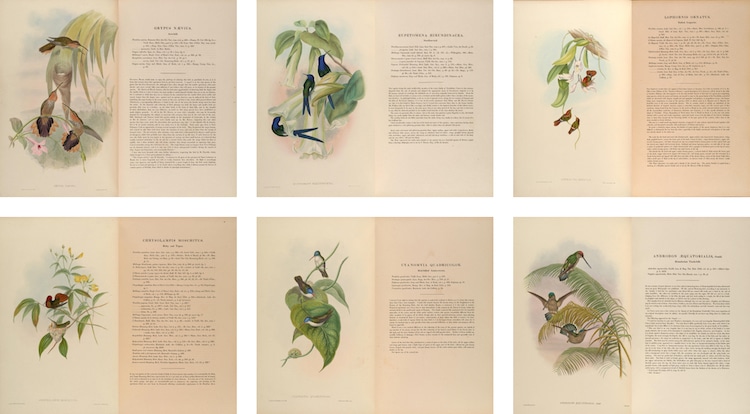 John Gould's Hummingbirds Poster