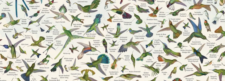 John Gould's Hummingbirds Poster