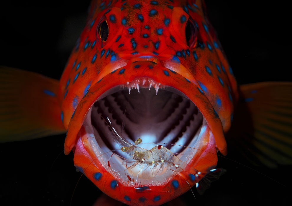 Winners International Nature Photo Awards 2023 10 