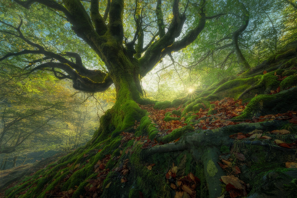 Winners International Nature Photo Awards 2023 11 