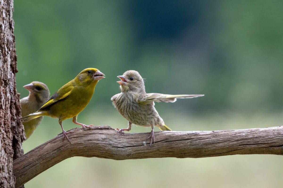 Two greenfinches on a branch that look like they're fighting
