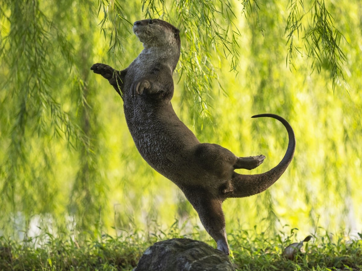 Otter balancing on one paw