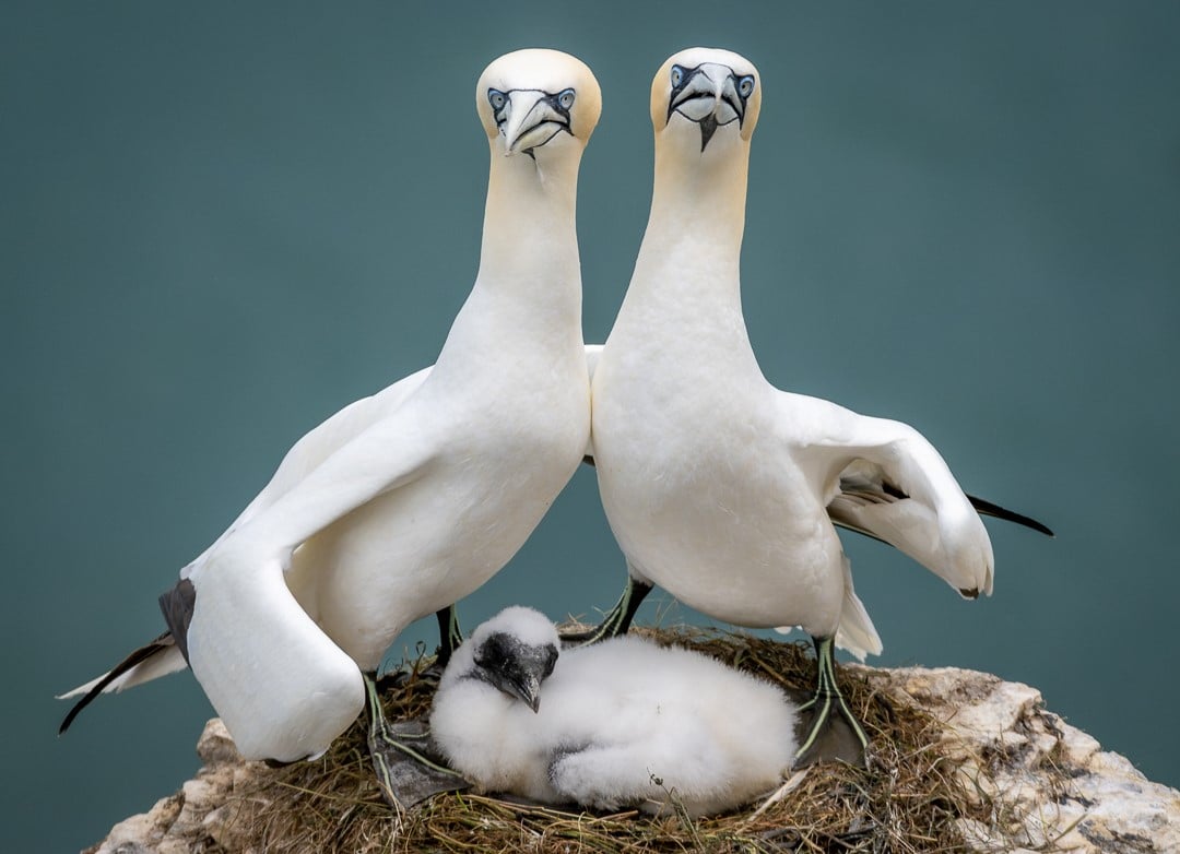 Two Northern Gannets turned toward the camera after rubbing necks