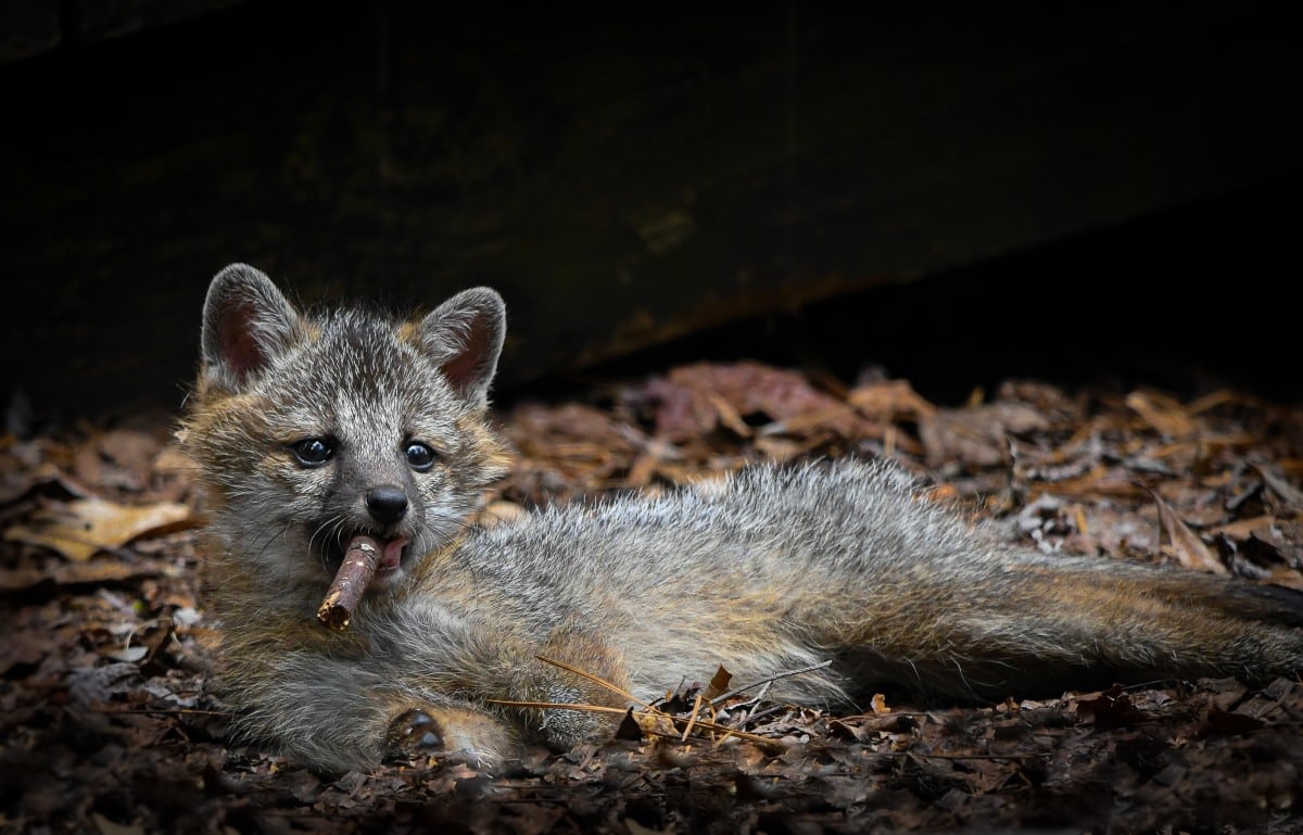 Fox lounging with a piece of wood in its mouth