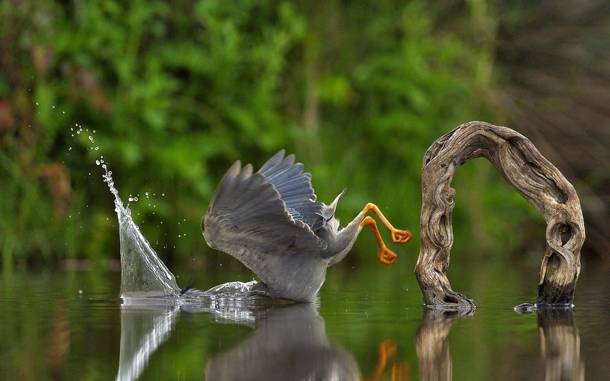 Striated heron diving into the water to fish