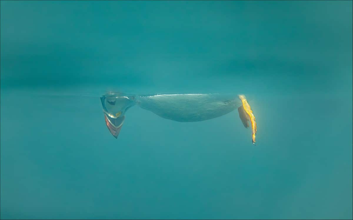 Underwater photo of puffin looking down while watching a jellyfish