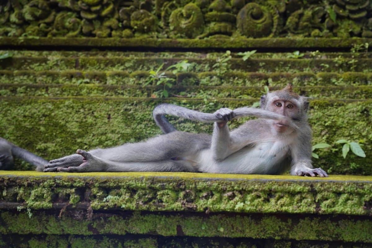 Monkey laying down with hair over its mouth in Bali