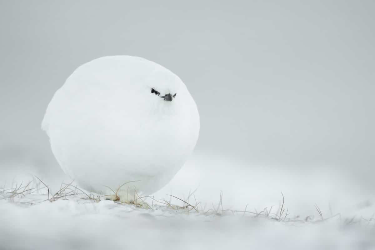 White grouse puffed up 