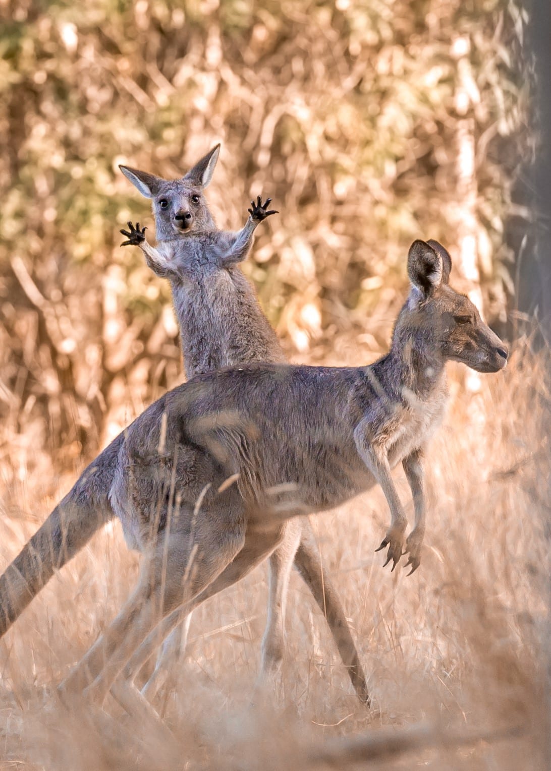Two kangaroos in Westerfolds Park