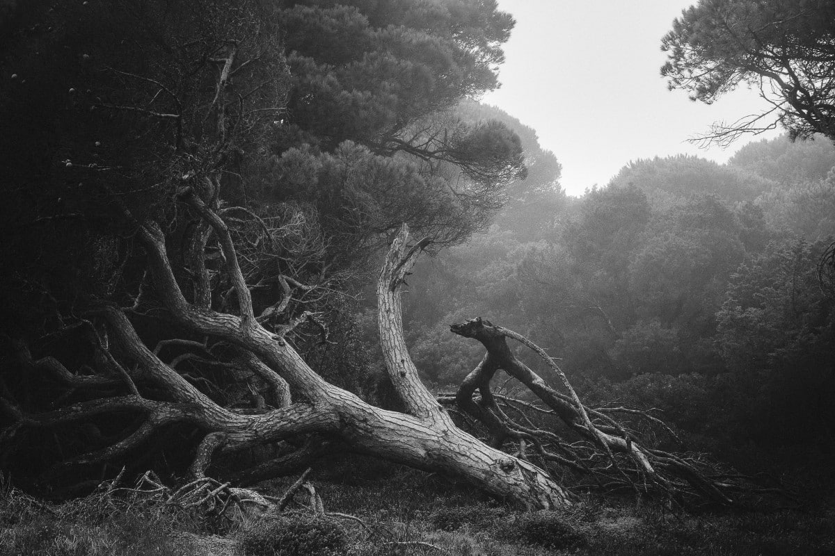 Fallen tree in the forest