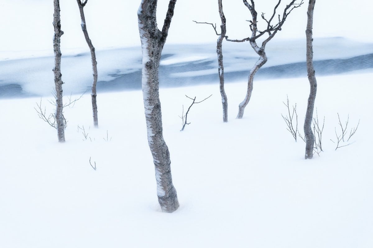 Trees in the snow