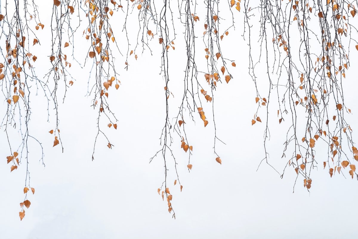 Minimalist photo of leaves