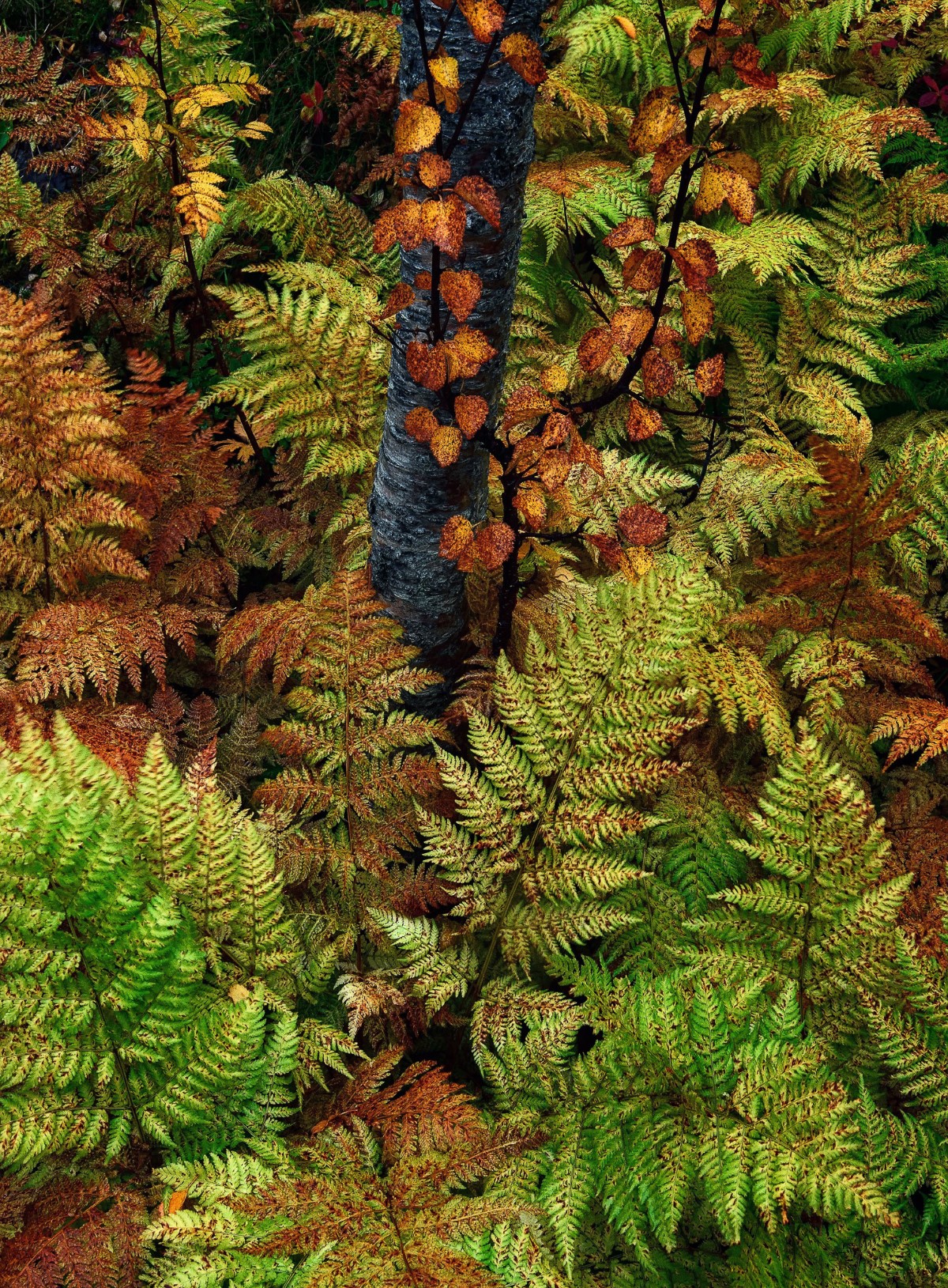 Ferns in an autumn forest