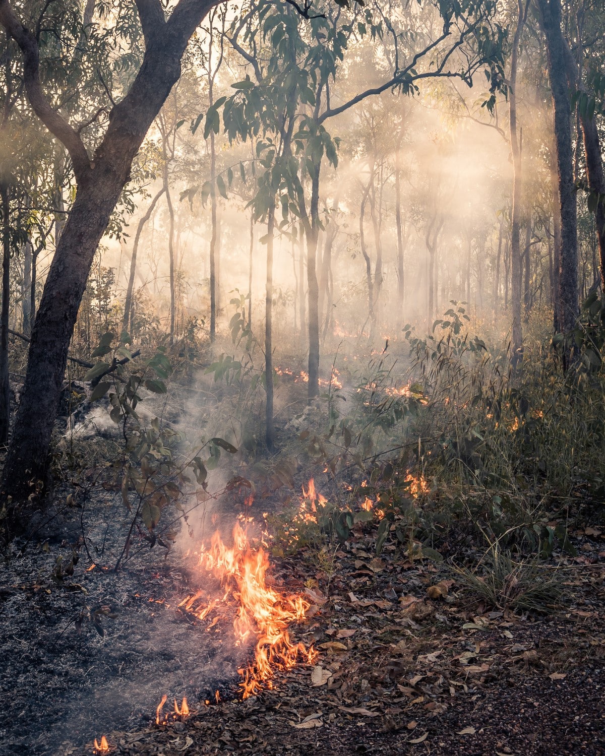 Small fire in the forest