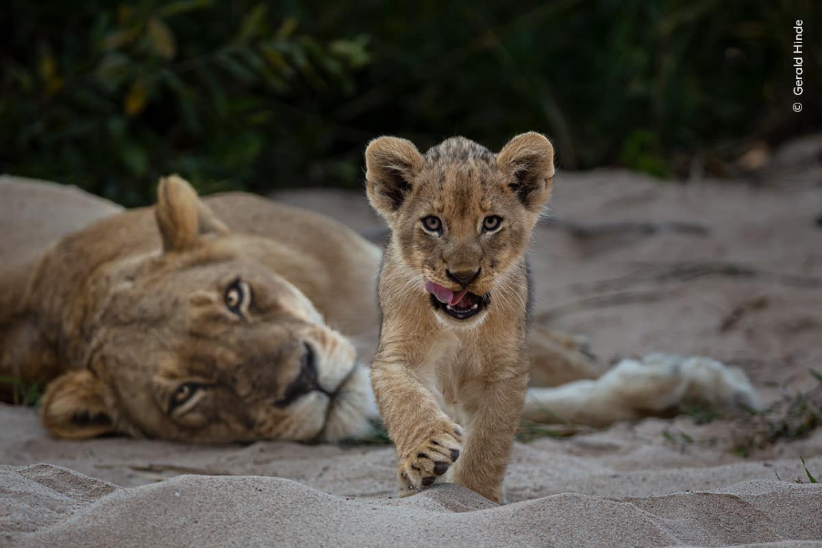 Lion cub walking toward a photographer's camera at South Africa's Greater Kruger National Park