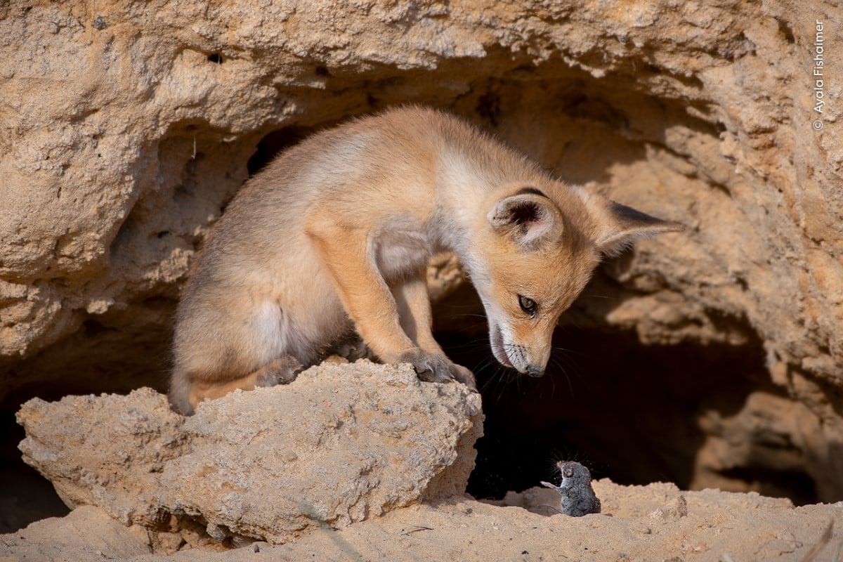 Red Fox Cub standing on a rock and looking at a shrew