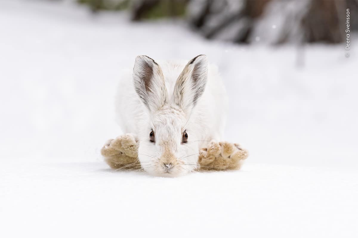 Snowshoe hare sitting in the snow
