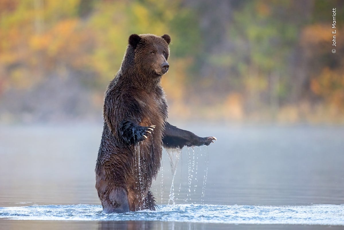 Grizzly bear rising up on its hind legs and glancing towards the photographer