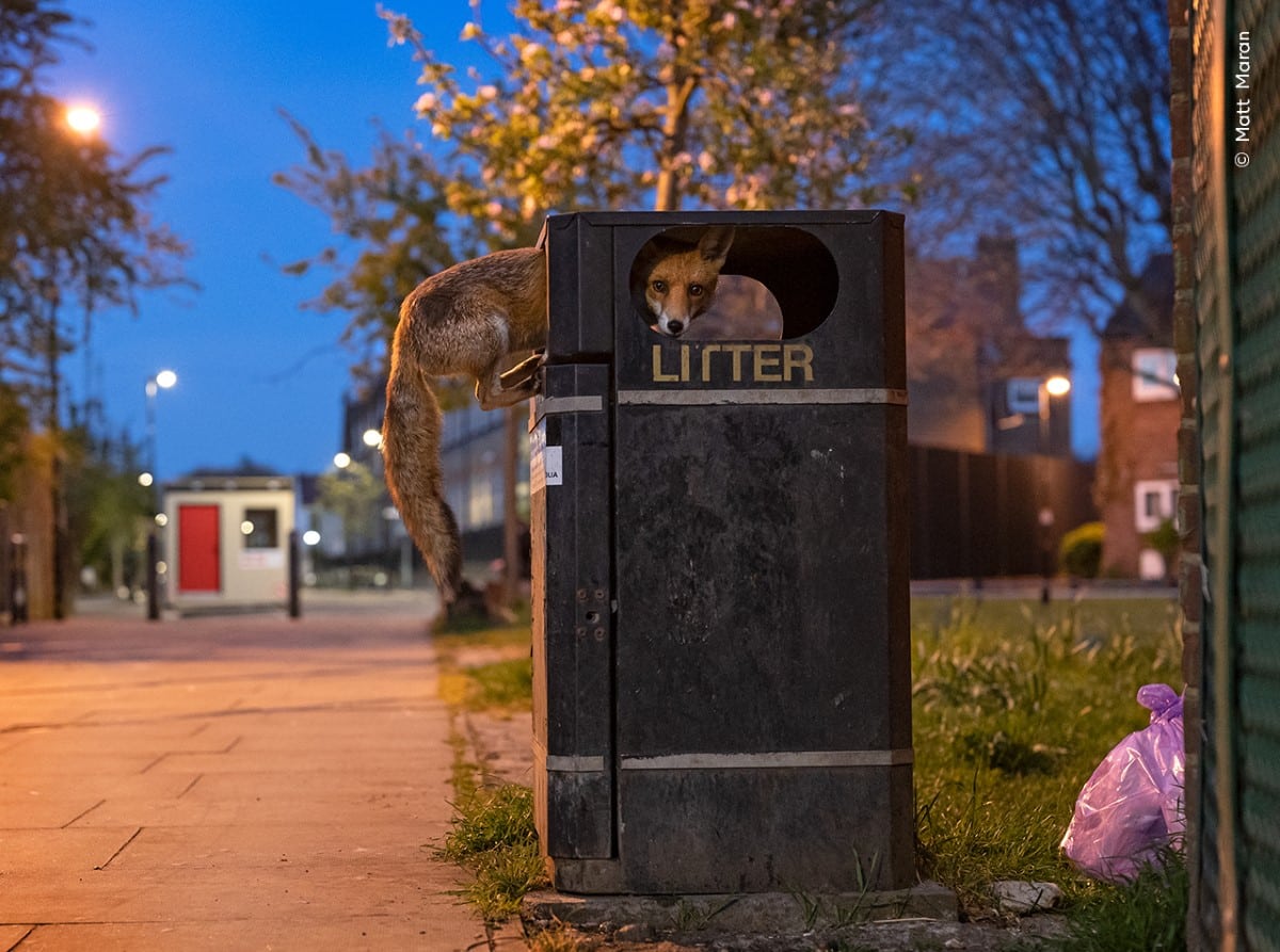 Young red fox climbing into a trash bin