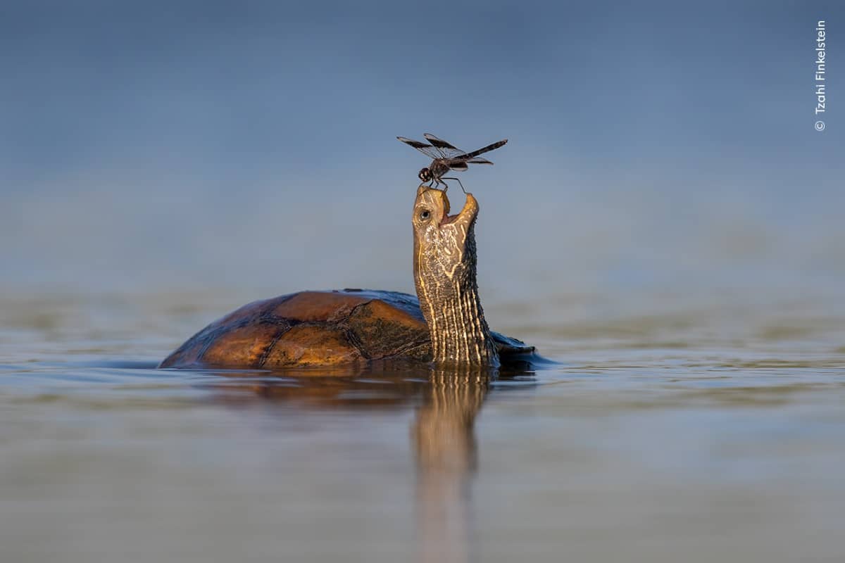 Pond turtle in the water with a dragonfly on its nose