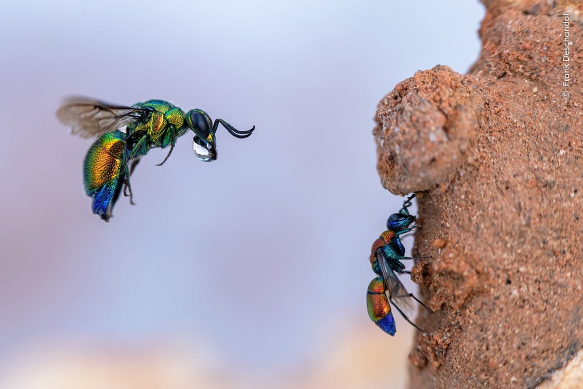 Cuckoo wasp is captured mid-air trying to enter a mason bee’s clay burrow