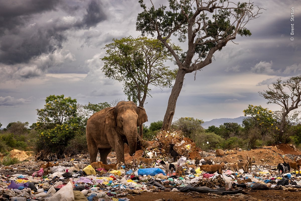 Bull elephant scavenging at a dump in Sri Lanka