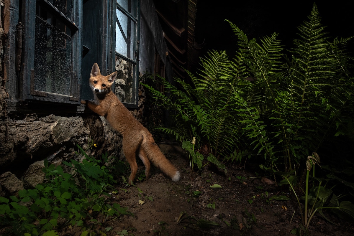 Photos of Foxes by Milan Radisics