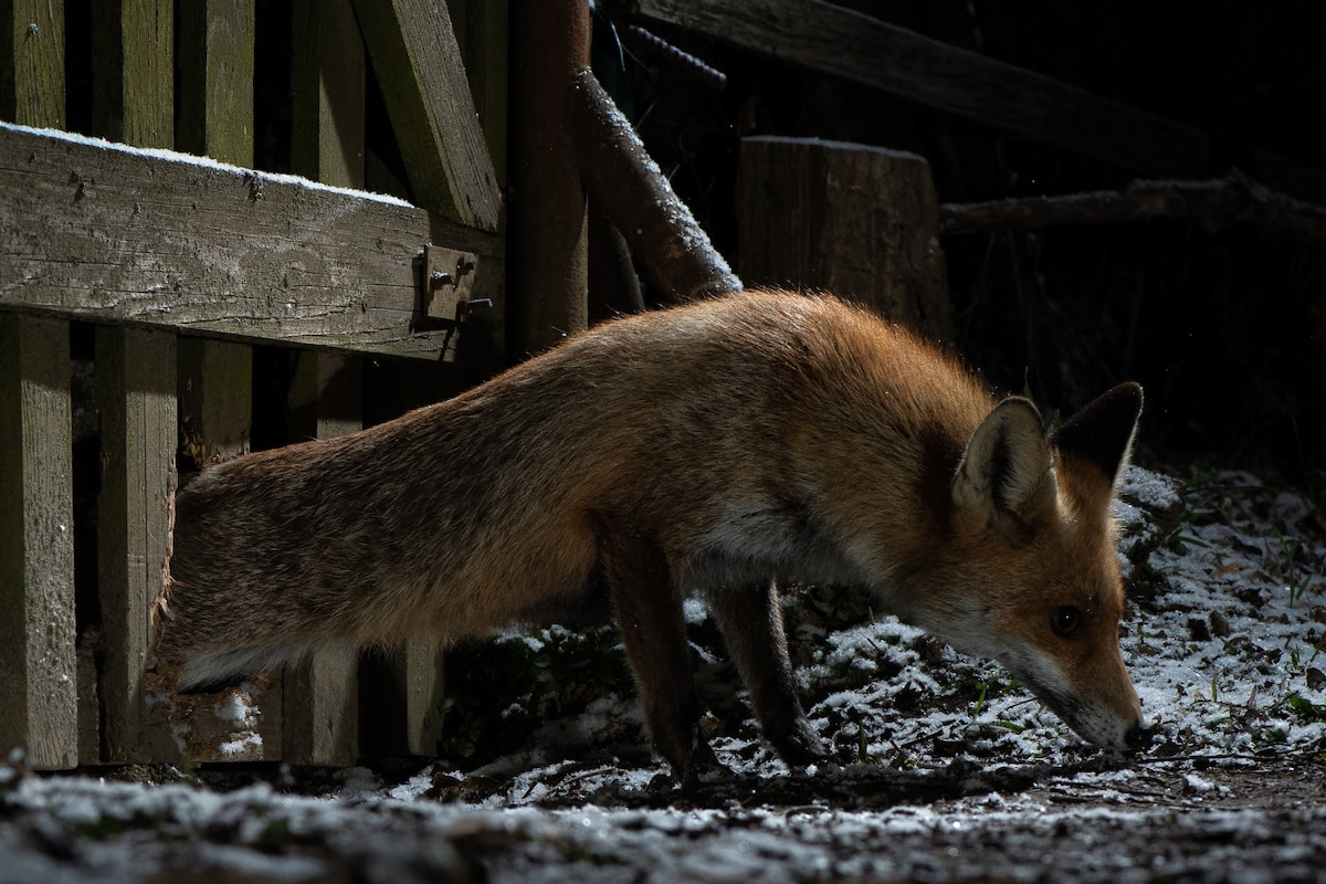 Photos of Foxes by Milan Radisics