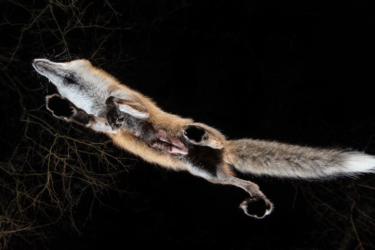 Photos of Foxes by Milan Radisics