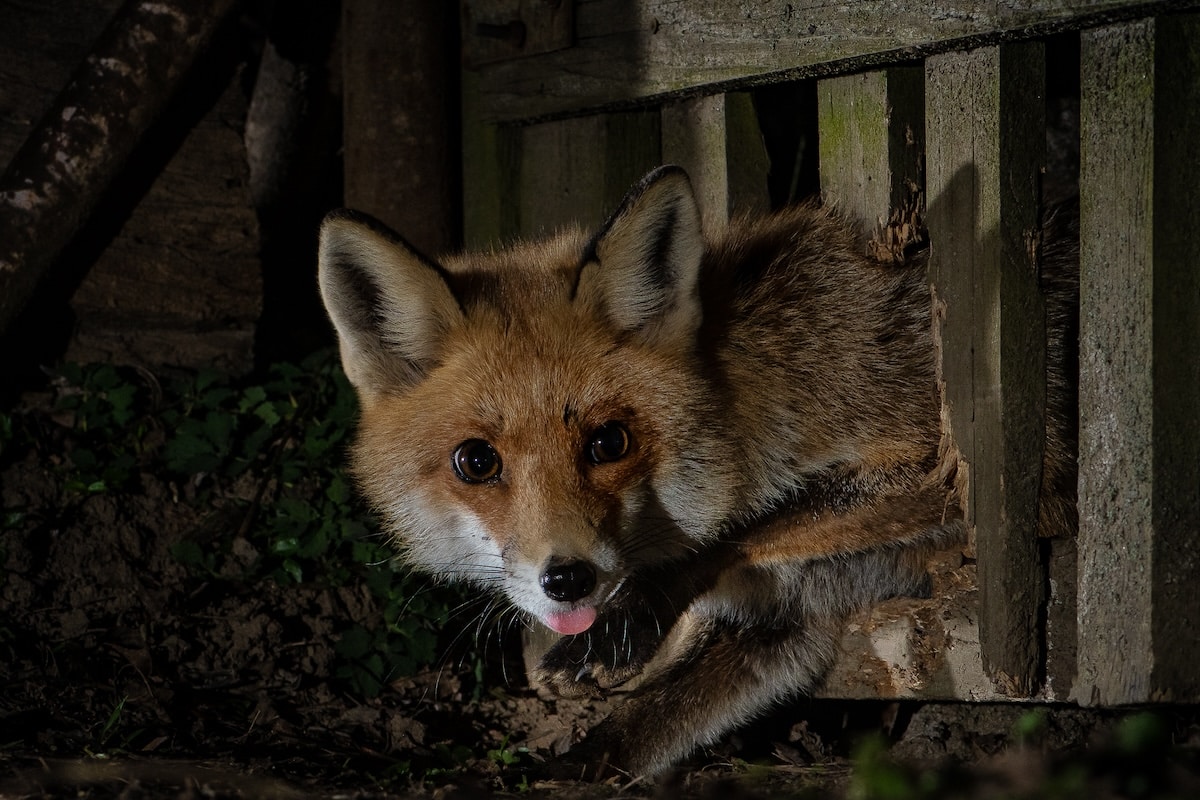 Roxy the Fox by Milan Radisics